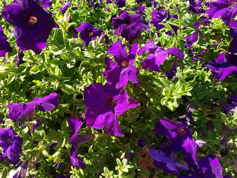 Purple Petunias – Photos Public Domain