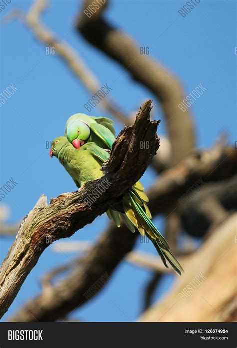 .rose-ringed Parakeet Image & Photo (Free Trial) | Bigstock