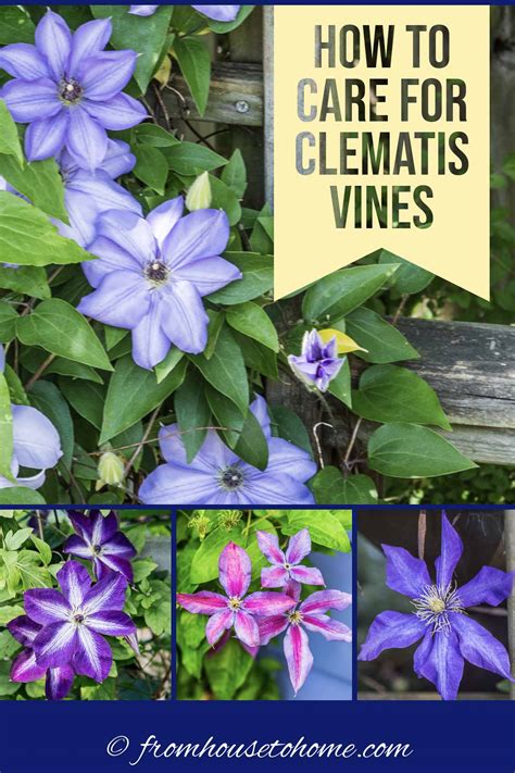 Clematis Care: The Ultimate Guide To Planting, Growing and Pruning Clematis - Gardening @ From ...