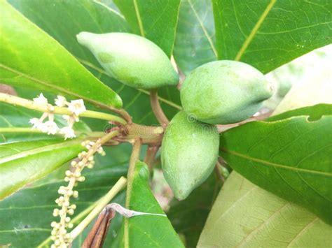 Badam Tree, Indian Almond Tree Stock Photo - Image of blossom, berry ...