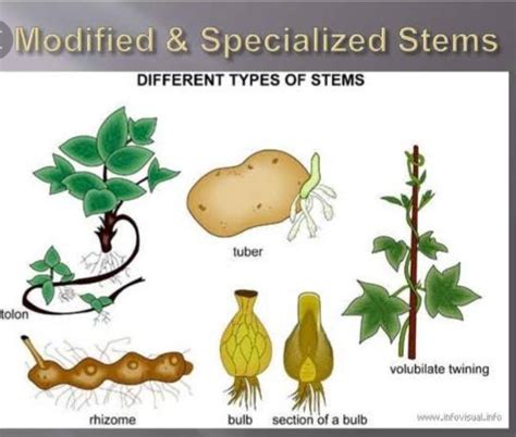 Underground Stem Examples