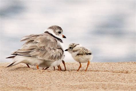 Protecting piping plovers | MSUToday | Michigan State University