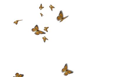 Butterfly Overlay Png 1497 Download