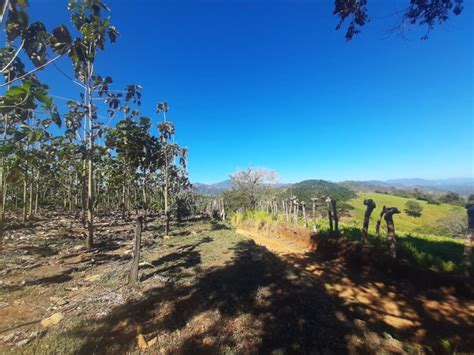 Teak Plantation | Costa Rica Guanacaste