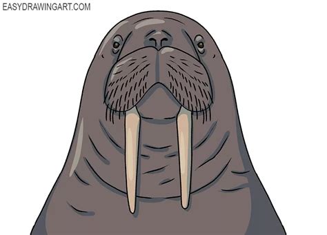 How to Draw a Walrus Face - Easy Drawing Art