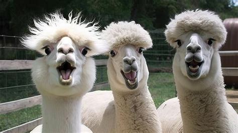 Three Alpacas With Their Tongues Out Are Laughing Background, Wtf Funny ...