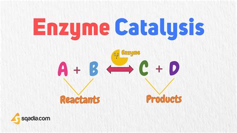 Enzyme Catalysis - Introduction