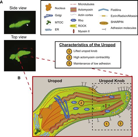 Leading from the Back: The Role of the Uropod in Neutrophil ...