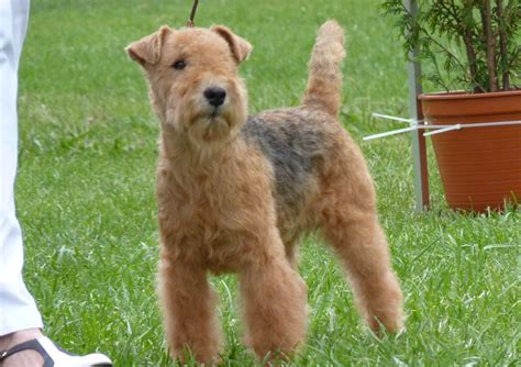 Lakeland Terrier Info, Temperament, Training, Puppies, Pictures