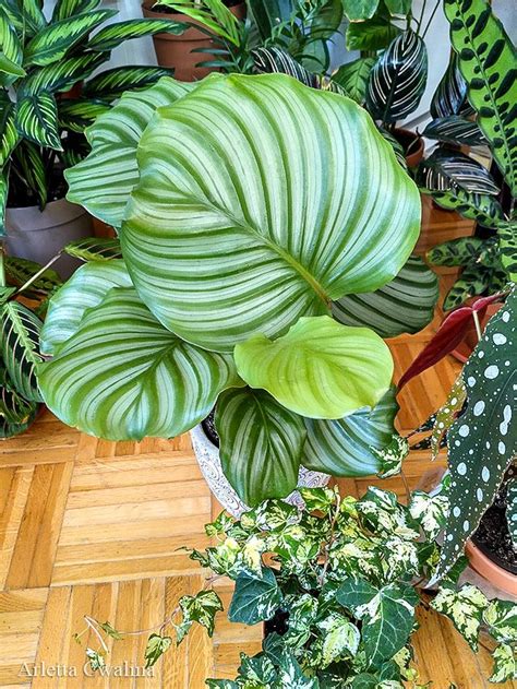 Marantaceae – marantowate: Calathea/ Geoppertia, Maranta, Stromanthe ...