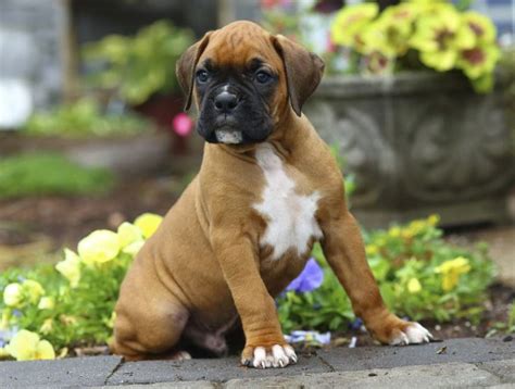 Meet the Miniature Boxer, a Mix Breed of Boxer and Boston Terrier - DogAppy in 2020 | Boxer dogs ...