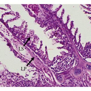 Observation of the structure of Gambusia fish larvae with HE staining.... | Download Scientific ...