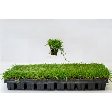 Zoysia Plugs - 100 Full Zoysia Grass Plugs - Walmart.com