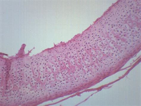 Cartilage Cells Under Microscope