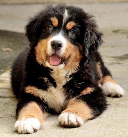 Golden Mountain Dog (Golden Retriever-Bernese Mountain Mix) Info and Pictures