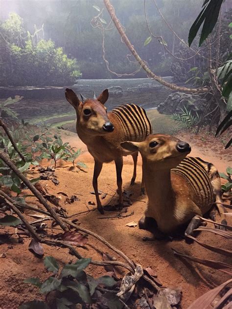 Zebra Duiker diorama in Carnegie Museum of Natural History | Natural ...