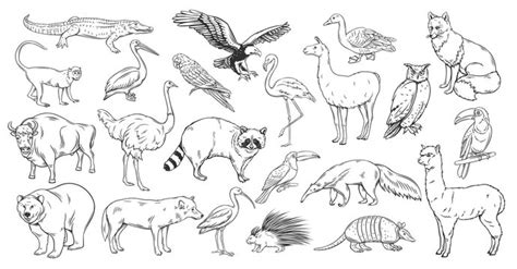 Drawings Of Animals