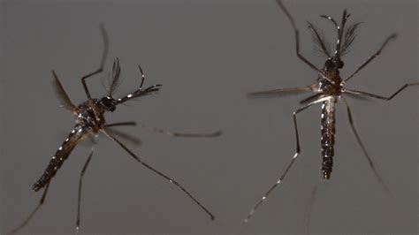 Florida Health Officials Hope To Test GMO Mosquitoes This Spring ...