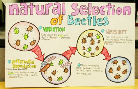 Natural Selection of Beetles | This amazing poster was creat… | Flickr