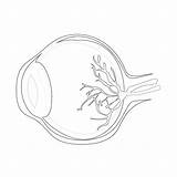 Human Eyeball Anatomy  Coloring Pages Mimi Panda sketch template