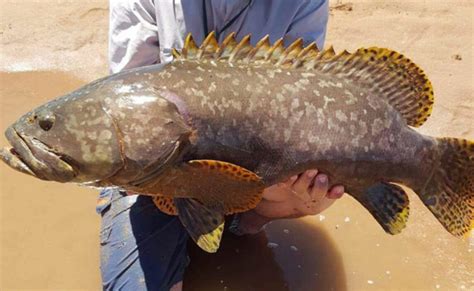 Fishers reminded to release Queensland grouper | The West Australian