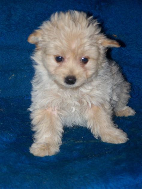 Eskipoo (American Eskimo Poodle Mix) Info, Temperament, Puppies, Pictures, Video