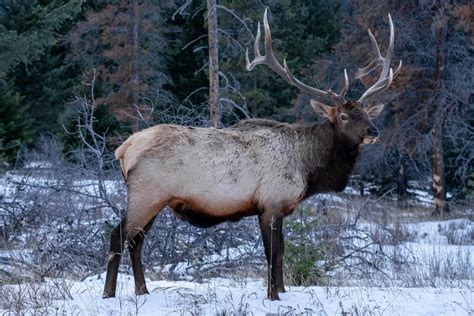 21 Wild Animals in Norway [Wildlife in Norway] - Kevmrc