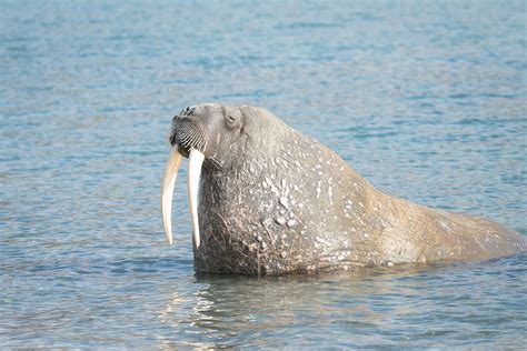 photoscope: polar bears and walrus of Svalbard/ Spitzberg