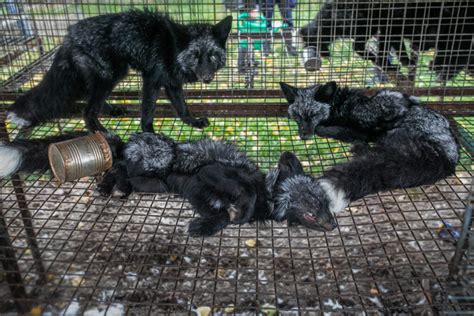 Inside The Fur Farming Industry: Can Fur Really Be ‘Ethical’ Or ‘Sustainable’? – Vegan-News.net