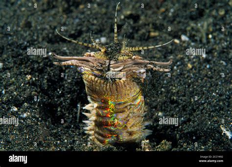 Bobbit worm, (Eunice aphroditois), Lembeh Strait, Indopacific ...