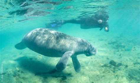 Snorkeling in Florida | The best snorkeling spots in Florida