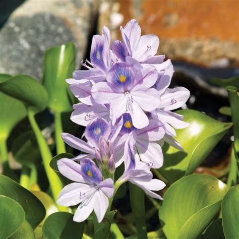 Water Hyacinth | Blue Shellflower | The Pond Guy