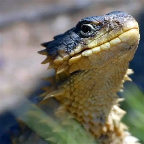 Giant Girdled Lizard - Facts, Diet, Habitat & Pictures on Animalia.bio