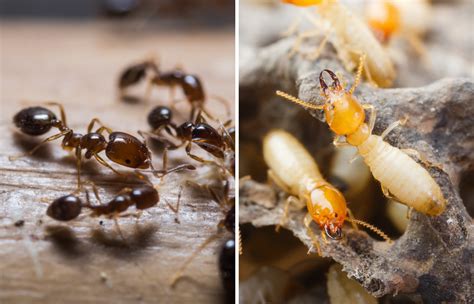 Termites vs Ants: What you should know - Apple Pest Control