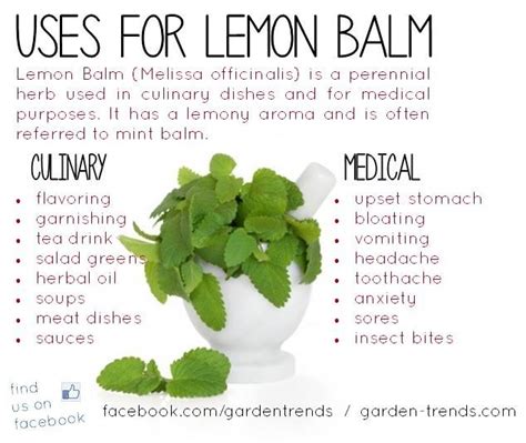 19+ Lemon Balm Tincture Plants | MiracMikhael