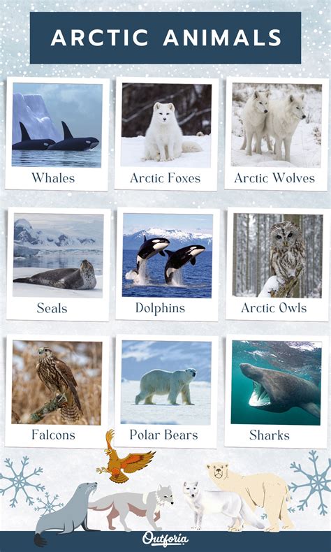 Top 118 + Polar region animals chart - Inoticia.net