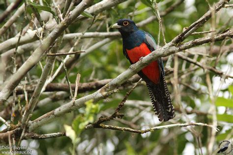 Blue-crowned Trogon - Trogon curucui