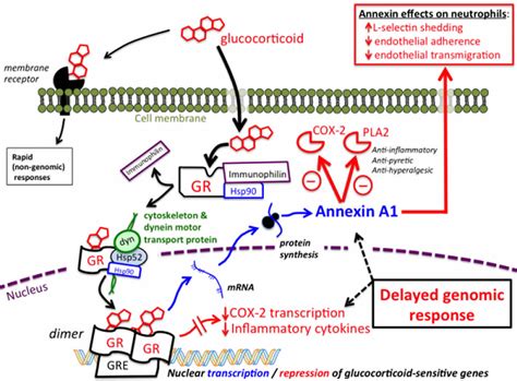 Glucocorticoids function, excess, deficiency, resistance and treatment