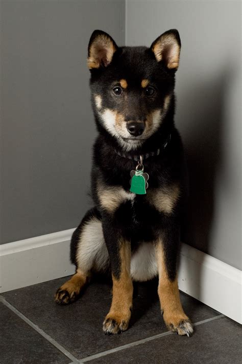 File:Shiba Inu black-and-tan.jpg - Wikipedia, the free encyclopedia