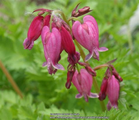 Bleeding Hearts: Plant Care and Collection of Varieties - Garden.org