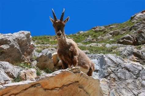 Wildlife in the French Alps - Free Spirit Alpine