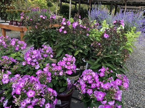 Phlox paniculata | Wells Medina Nursery