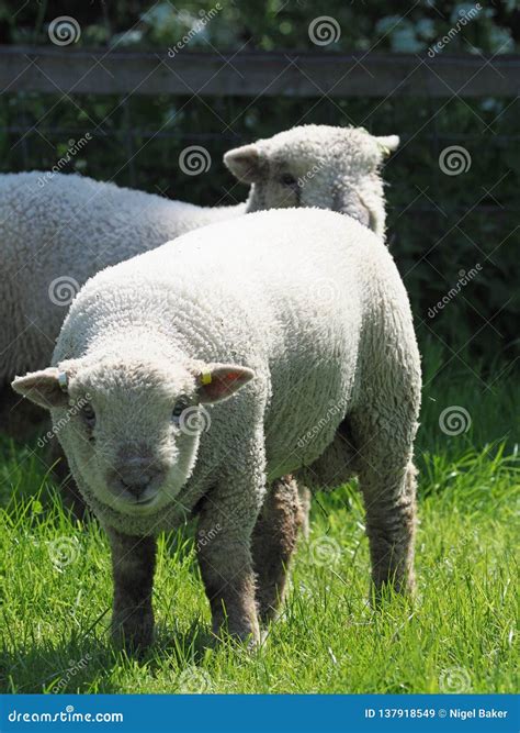 Rare Breed Sheep stock image. Image of baby, sheep, farm - 137918549