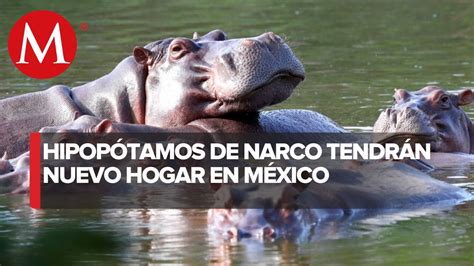 Pablo Escobar tuvo un exótico zoológico: México dará asilo a 10 de sus ...