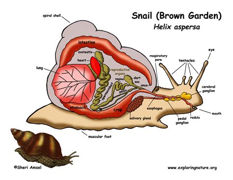 Phylum - Mollusca (Gastropods, Bivalves, Cephalopods)