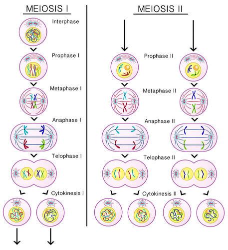 Meiosis ( Read ) | Biology | CK-12 Foundation