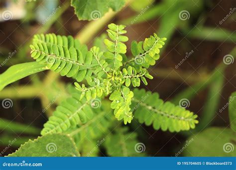 Phyllanthus Niruri Herb Plant And Other Name, Seed-under-leaf ...