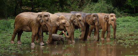 Human-Wildlife Coexistence: Lantana Elephants Send a Message