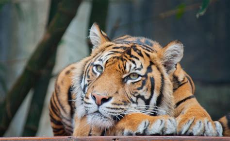 What are the Different Tiger Species? (with pictures)