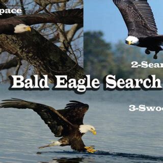 Bald eagle hunting behaviour [55]. | Download Scientific Diagram